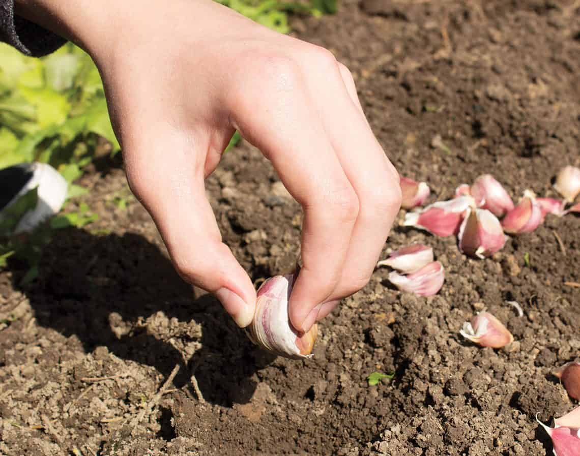 Alium GarlicPlanting