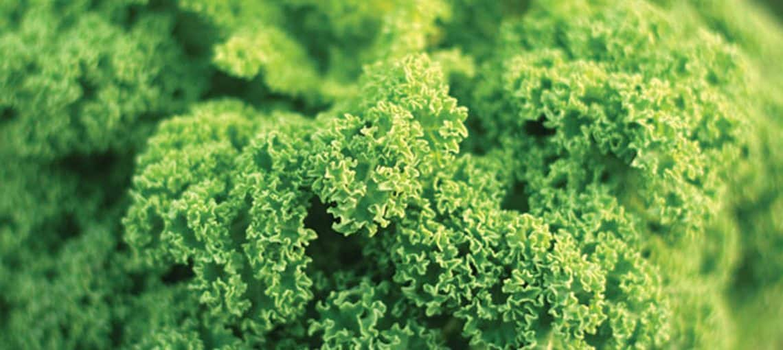 LEAP Greens