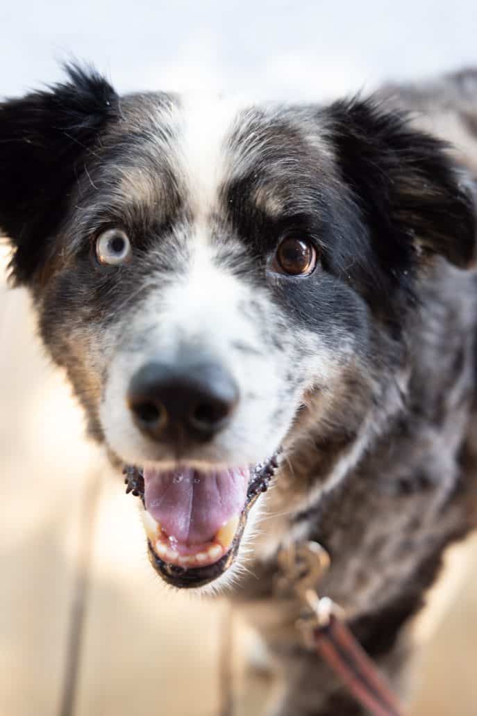 Close-up shot of a dog's face with two different coloured eyes.