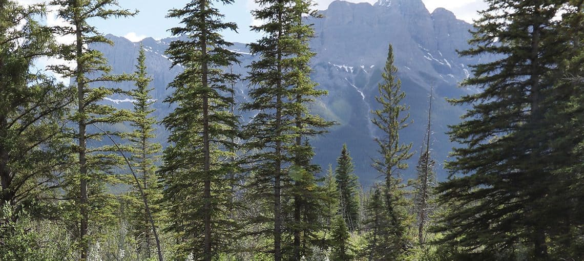 LeapSummer2020 ForestBathing Feature