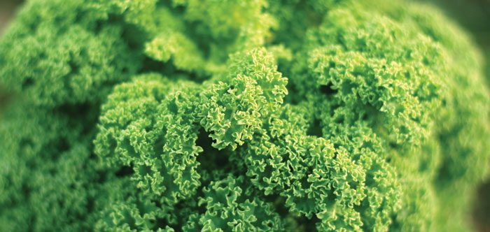 arugula