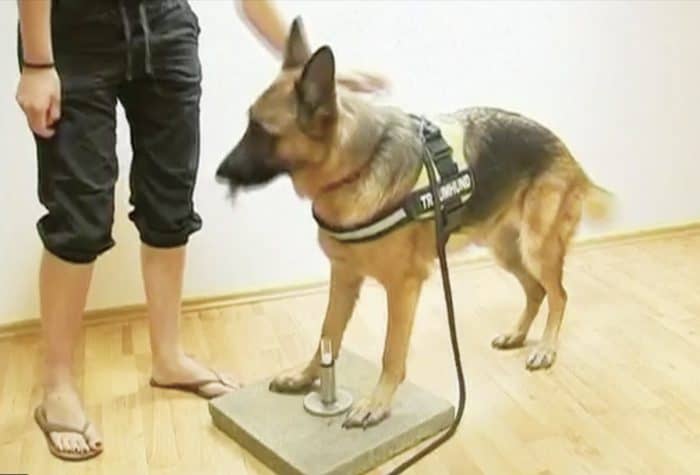 diagnostic dogs