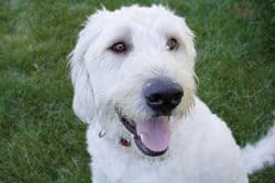 labradoodle