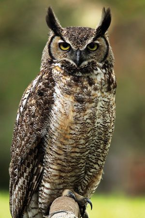 owl_story